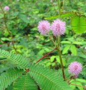 含羞草、花卉種子、花種、盆花